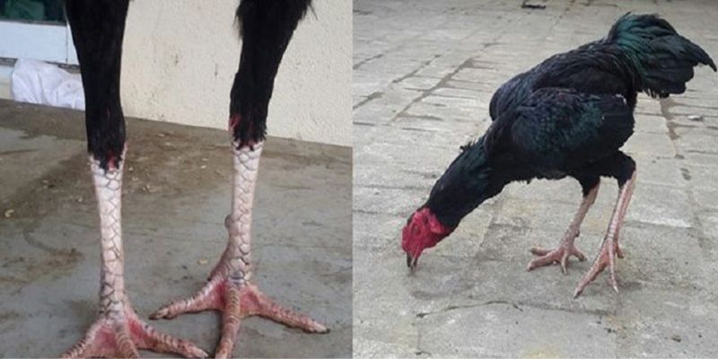 Gà ô chân trắng Gà ô chân trắng là gì?