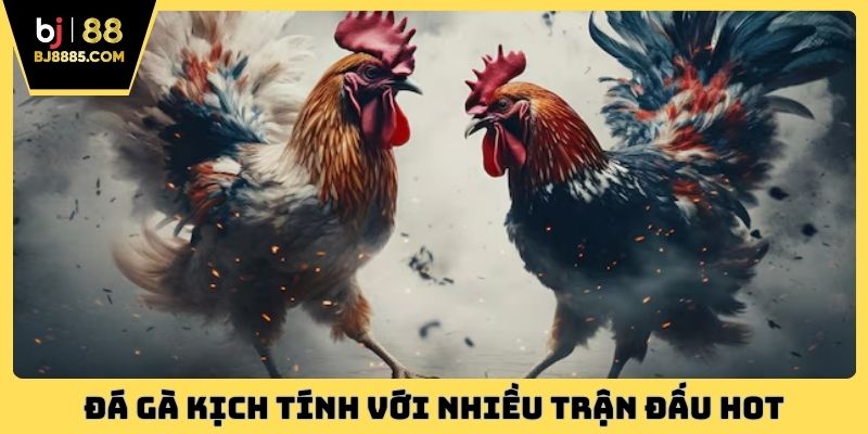 Đá gà kịch tính với nhiều trận đấu HOT